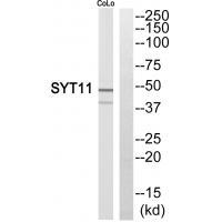 SYT11