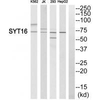 SYT16