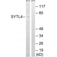 SYTL4