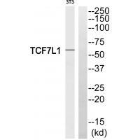 TCF7L1
