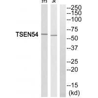 TSEN54