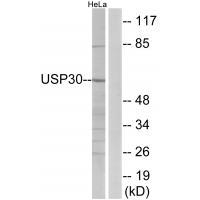USP3