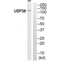USP38
