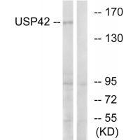 USP42