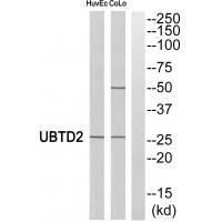 UBTD2