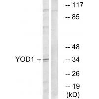 YOD1