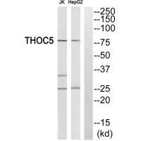 THOC5