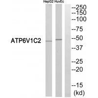 ATP6V1C2