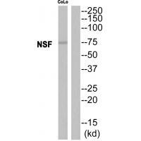 NSF