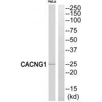 CACNG1