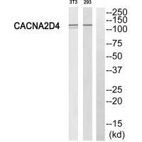 CACNA2D4