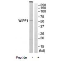 WIPF1