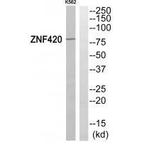 ZNF42