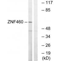 ZNF46