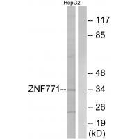 ZNF771