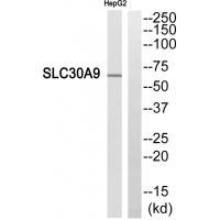 SLC30A9