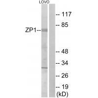 ZP1