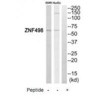 ZNF498