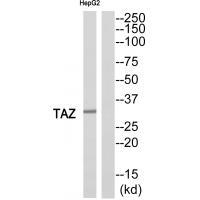 TAZ