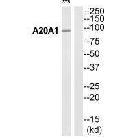 A20A1