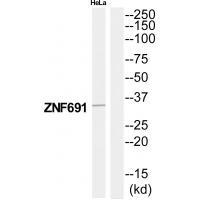 ZNF691