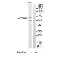 ZNF329