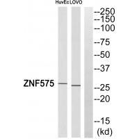 ZNF575