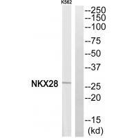 NKX28