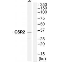 OSR2