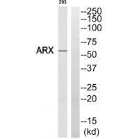 ARX