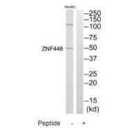 ZNF446