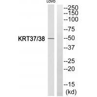 KRT37/38