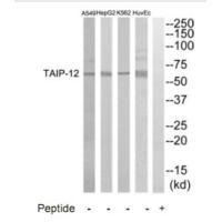 TAIP-12