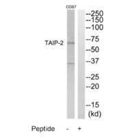 TAIP-2