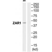 ZAR1