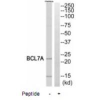 BCL7A