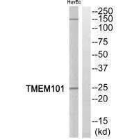 TMEM101