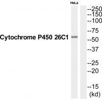 CP26C