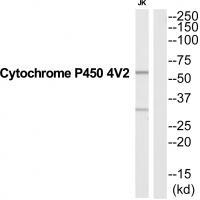 CYP4V2