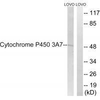 Cytochrome P453A7