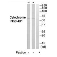 Cytochrome P454X1