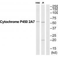 CYP2A7