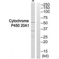 Cytochrome P4520A1