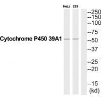 CYP39A1