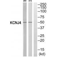 KCNJ4