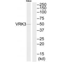 VRK3
