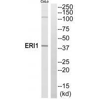 ERI1