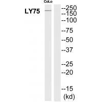 LY75
