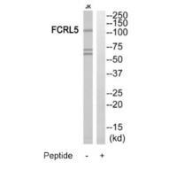 FCRL5