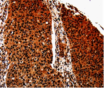 Rabbit Polyclonal Antibody to ANXA7